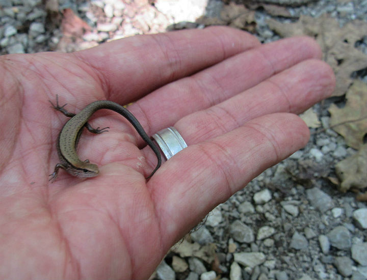 Ground Skink